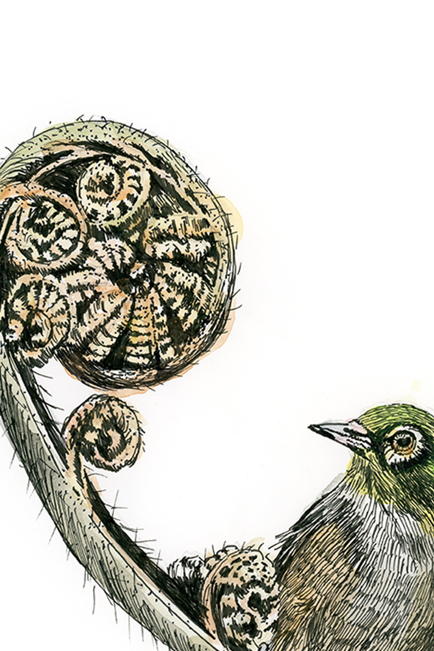 Touhau (Wax-eye or Silvereye) on fern koru, in Ink and Watercolour, Art Print