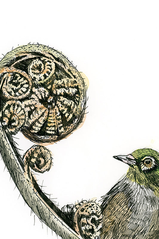 Touhau (Wax-eye or Silvereye) on fern koru, in Ink and Watercolour, Art Print