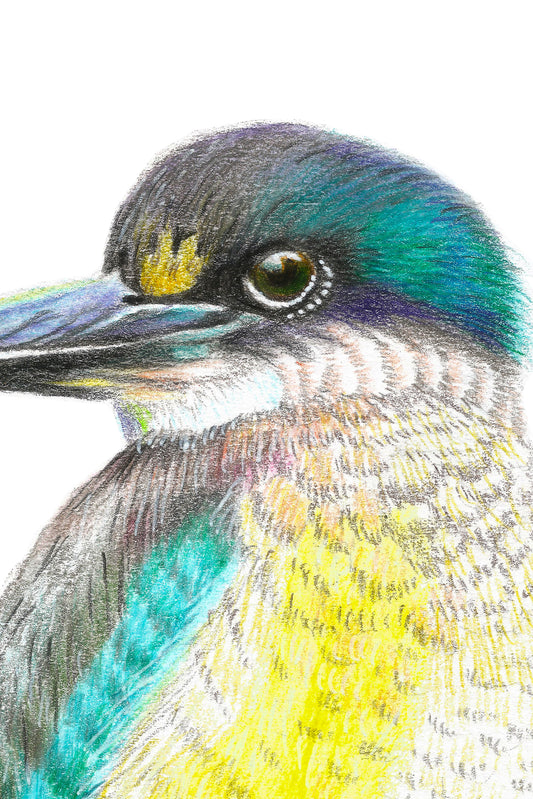 Sacred Kotare in Colour Pencil, Art Print