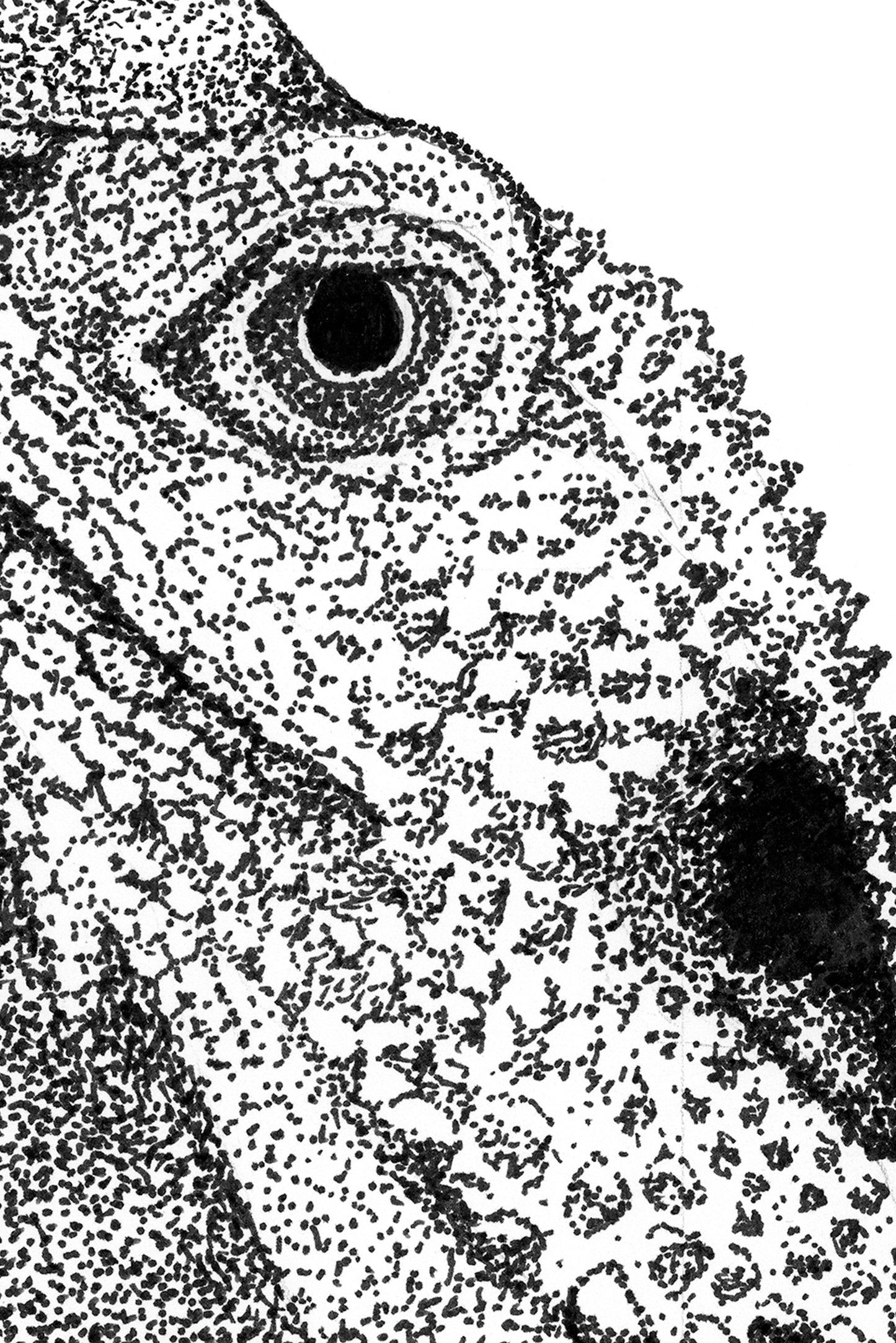 Australian Water Dragon in Ink Pointillism, Art Print