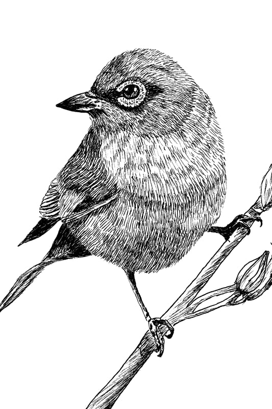 Touhau (Wax-eye or Silvereye) on Harakeke in Ink, Art Print