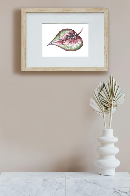 Begonia Rex Watercolour and Ink, Art Print