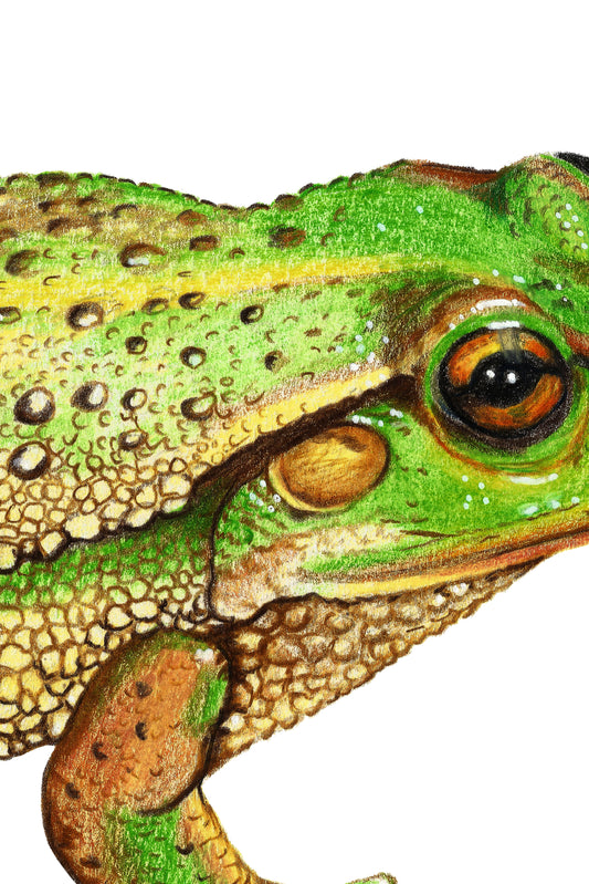 Golden Bell Frog in Colour Pencil, Art Print