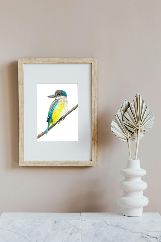 Sacred Kotare in Colour Pencil, Art Print