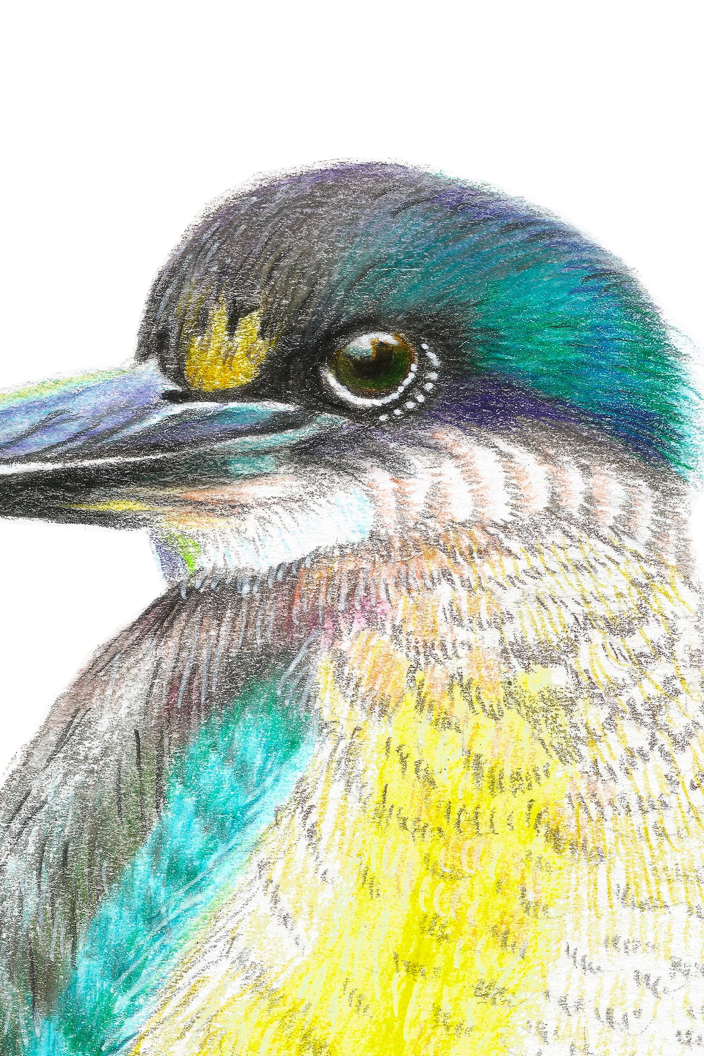 Sacred Kotare in Colour Pencil, Art Print