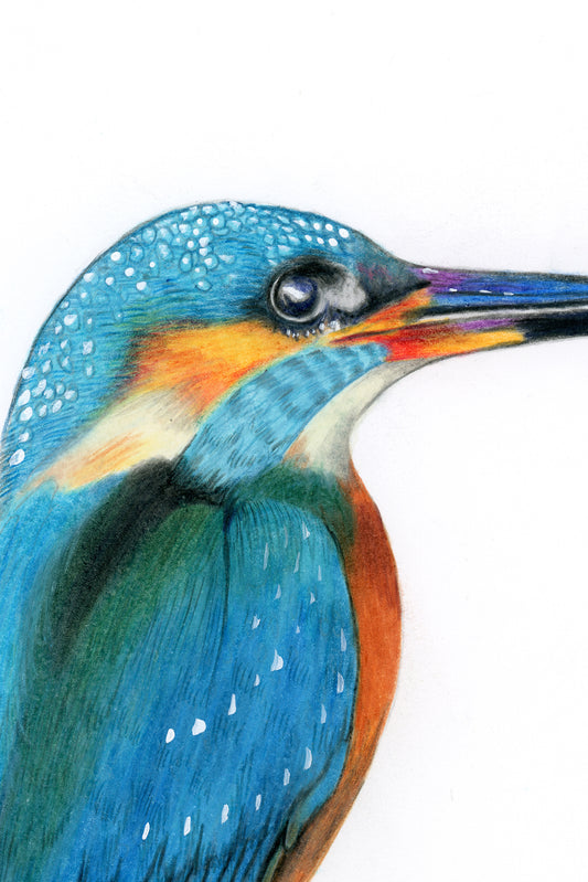 Sacred Kotare 3 in Colour Pencil, Art Print