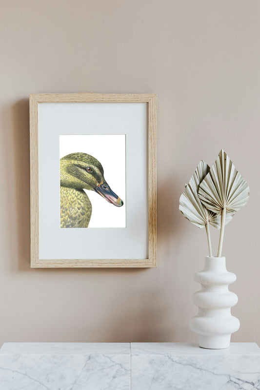 Rakiraki (Mallard) in Colour Pencil, Art Print