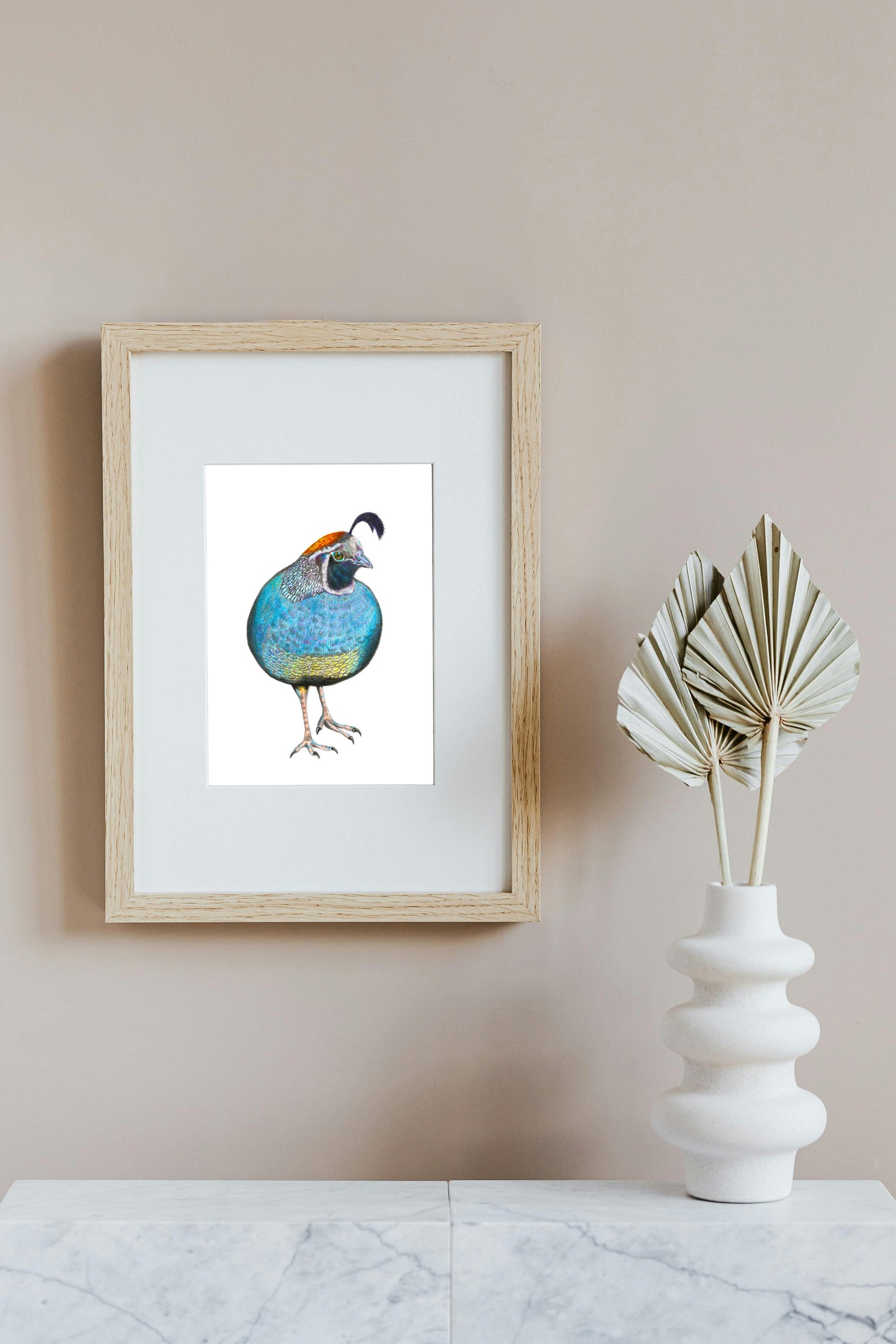 Californian Quail in Colour Pencil, Art Print