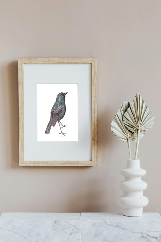 North Island Robin in Ink and Watercolour, Art Print