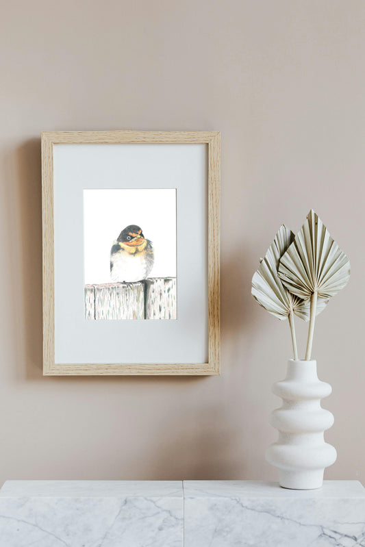 Fledgling Swallow in Colour Pencil, Art Print