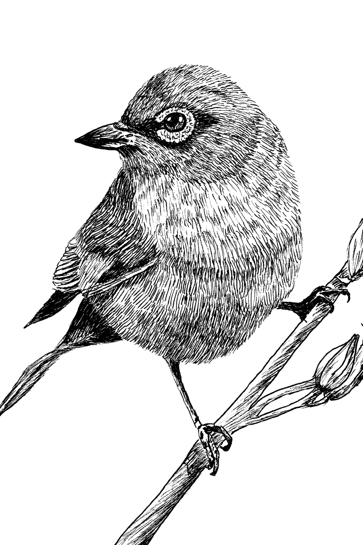 Touhau (Wax-eye or Silvereye) on Harakeke in Ink, Art Print