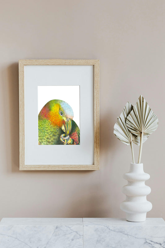 Kaka in Colour Pencil, Art Print